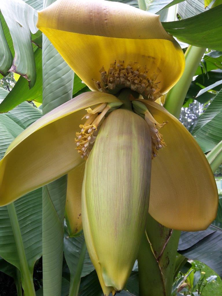 Banane – Blu – Kräuter & Gemüse - So gesund kann lecker sein.