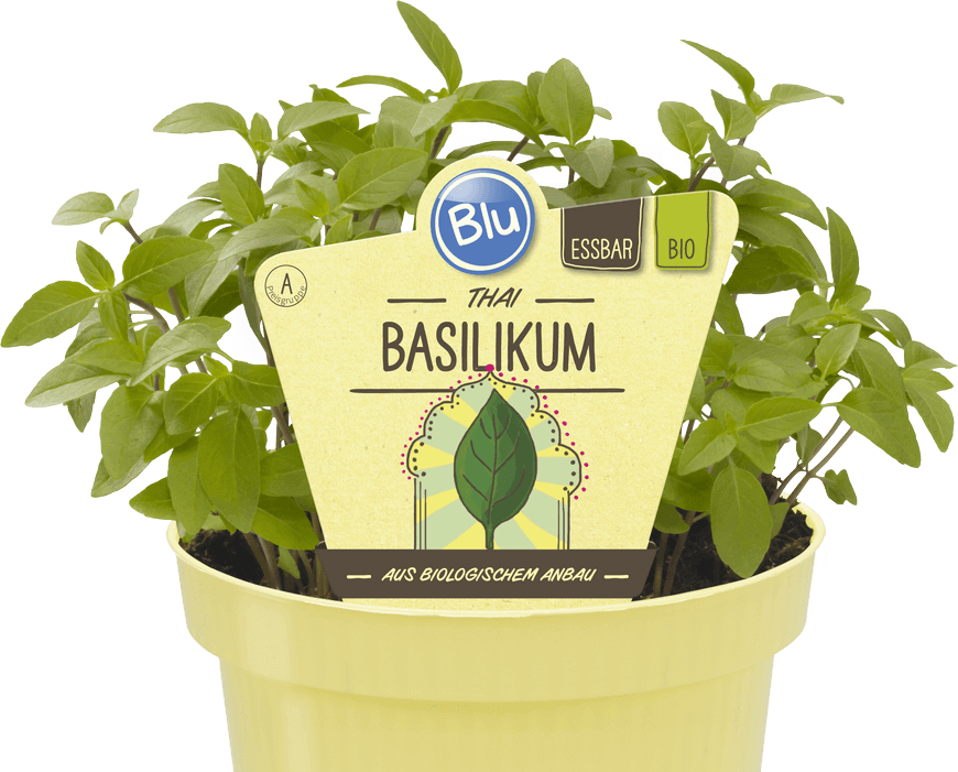 Basilikum Blu – Kräuter & Gemüse - So gesund lecker sein.